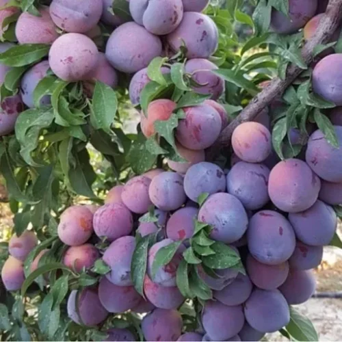 خرید نهال الو