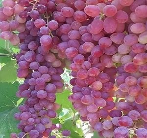 نهال انگور بیدانه قرمز
