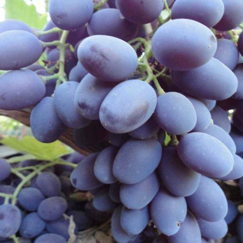 خرید نهال انگور شانی