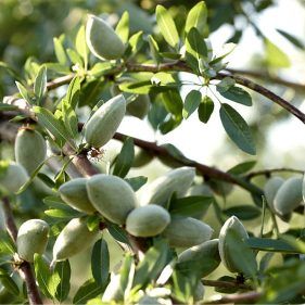 نهال بادام تونو