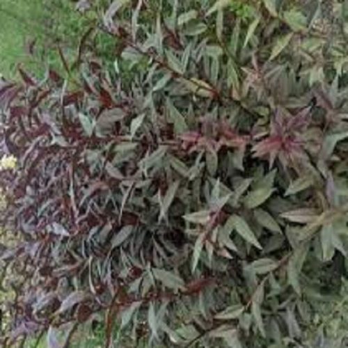 نهال بادام قرمز