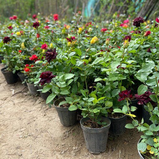 نهال رز هلندی