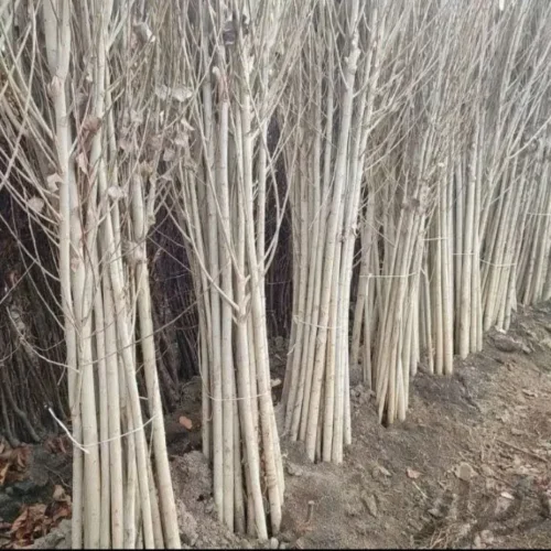 نهال صنوبر ترکیه(نیگرا)1 متری