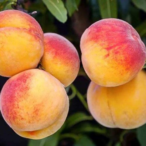 نهال هلو کاردی