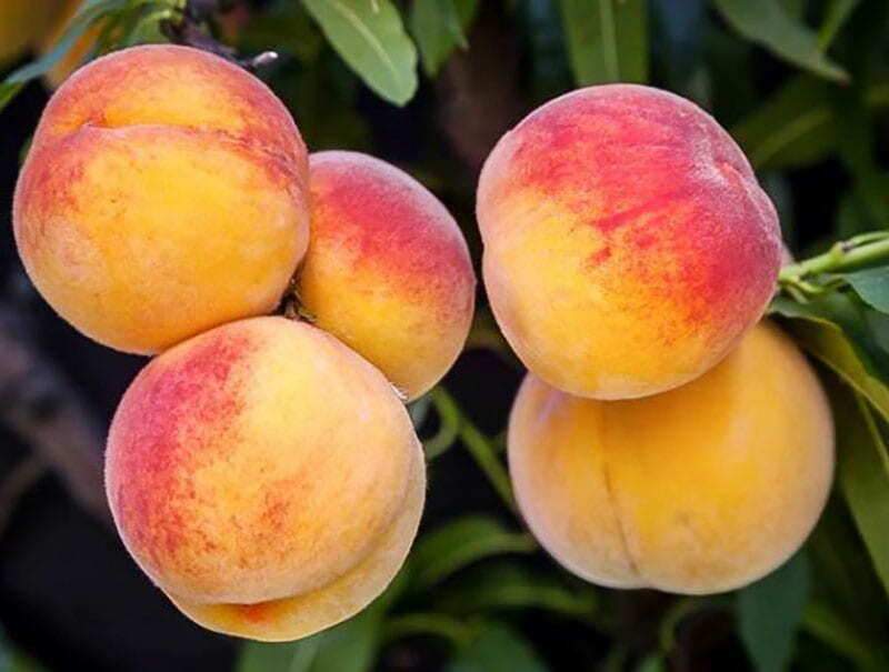 نهال هلو کاردی