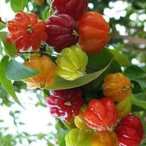 نهال گیلاس سورینام