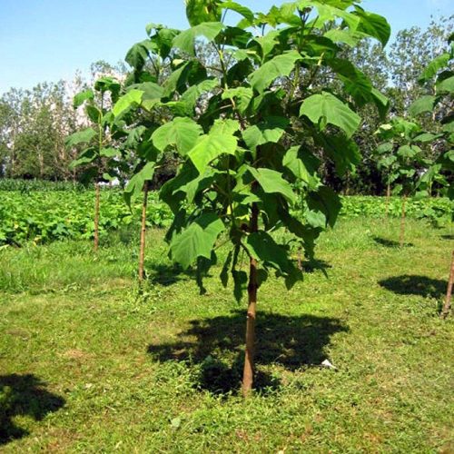 نهال پالونیا فورتونی