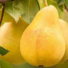 نهال گلابی بیروتی