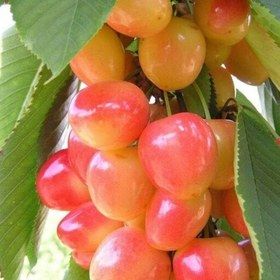 نهال گیلاس پرتقالی