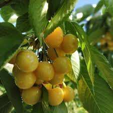 نهال گیلاس زرد دانشکده