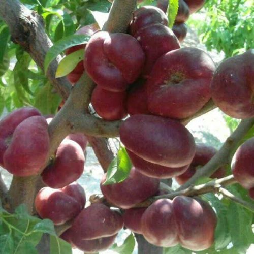 نهال شلیل انجیری