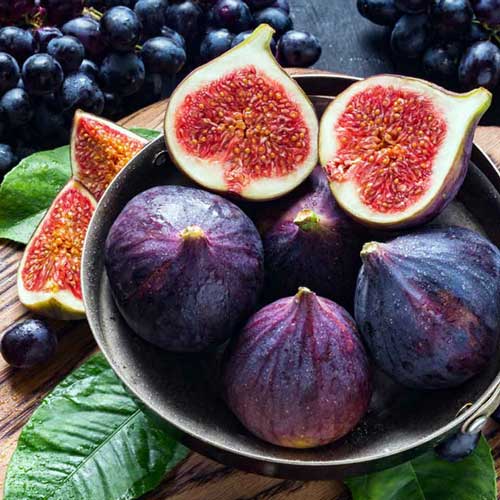 نهال انجیر سیاه