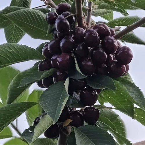 نهال گیلاس بینگ خوشه ای