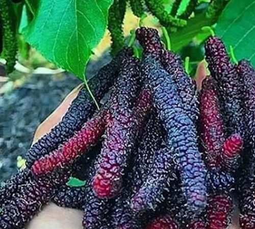 نهال توت موزی