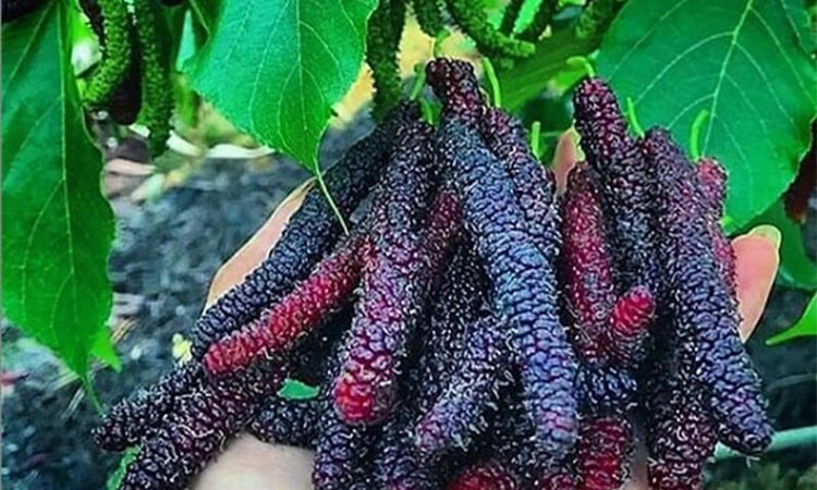 نهال توت موزی