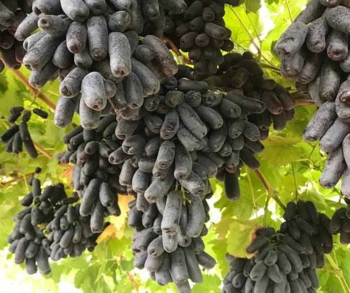 نهال انگور بلک سیدلس