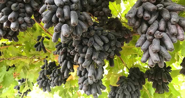 نهال انگور بلک سیدلس