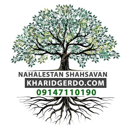 نهالستان شاهسون