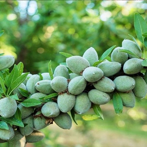 نهال بادام سنگی