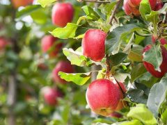 فروش نهال سیب گالا