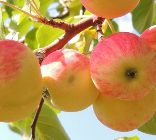 نهال سیب گلاب