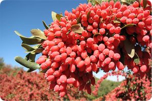 نهال زرشک پفکی