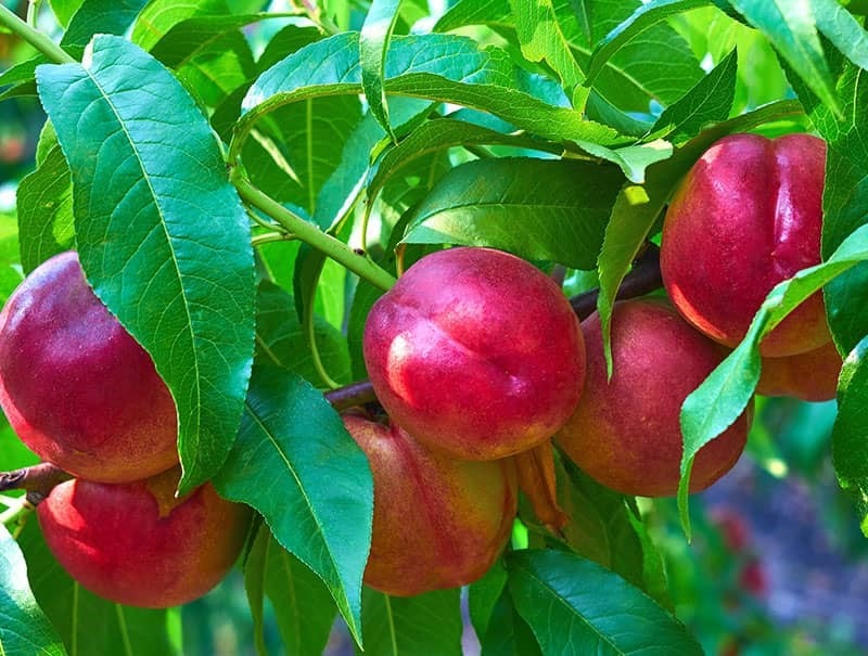 خرید نهال شلیل شمس