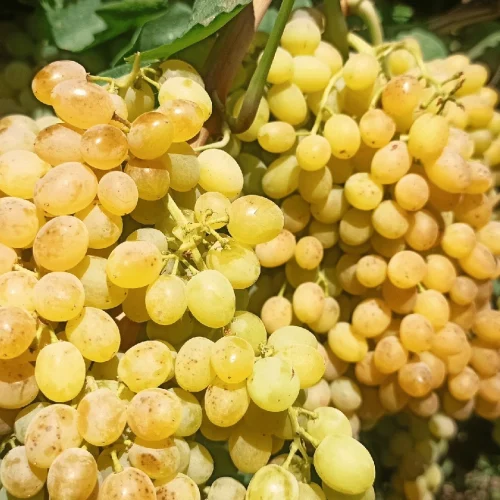 نهال انگور سلطانی