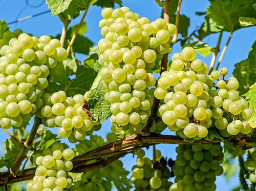 نهال انگور فخری