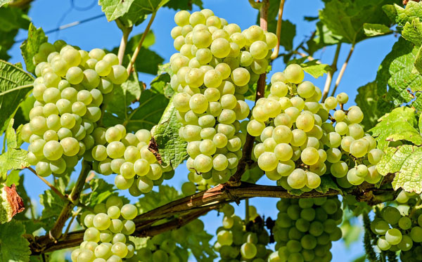 نهال انگور فخری