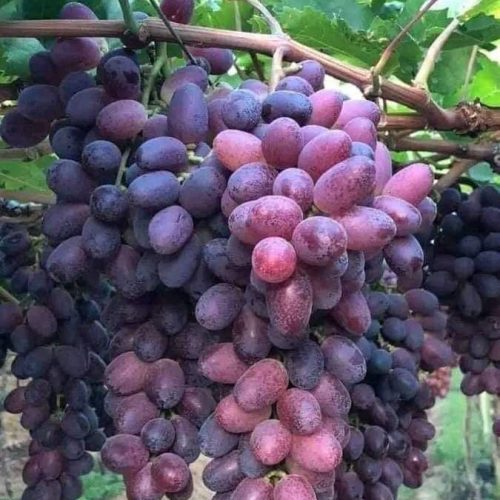 نهال انگور قزل