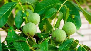 خرید نهال گردو تویسرکان