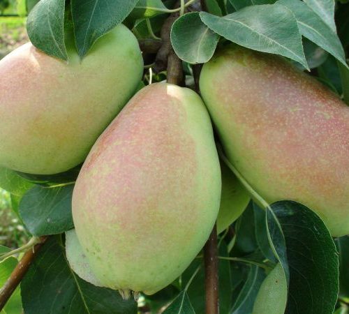 نهال گلابی پیرودوآرف