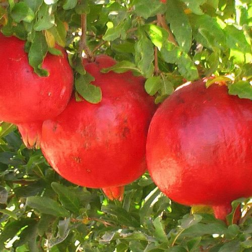 نهال انار واندرفول