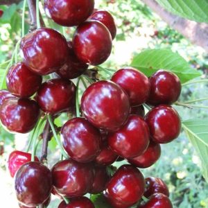 نهال گیلاس ناپلونی