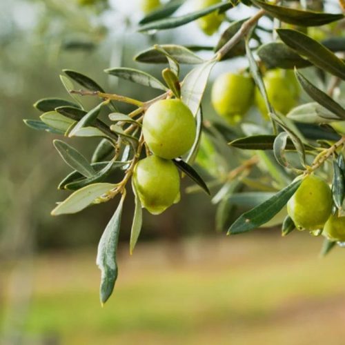 خرید نهال زیتون مانزالیا