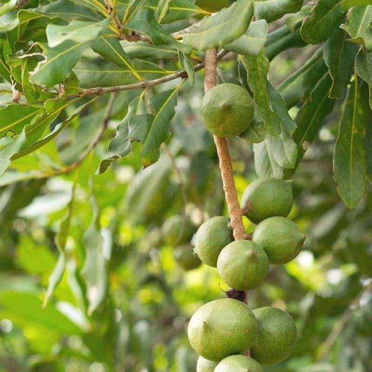 خرید نهال فندق باتلر 