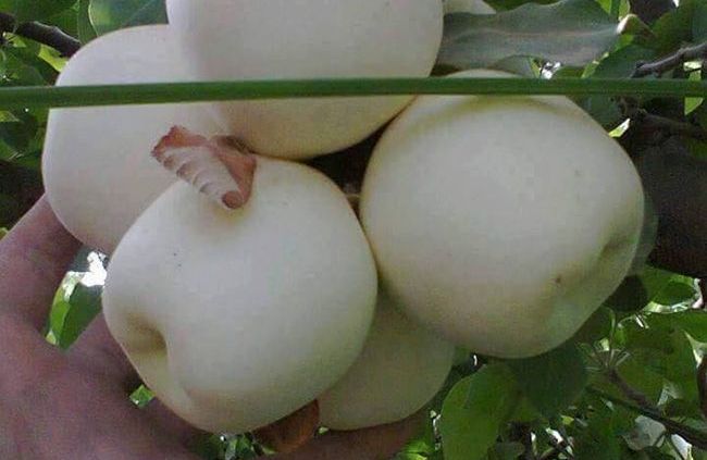 تولید و کشت نهال سیب سفید شیشه ای