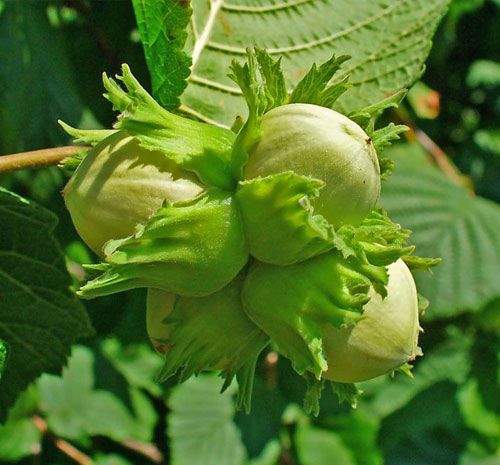 خرید نهال فندق فرتیل