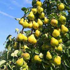 آیا برای نهال سیب(یا گلابی؛ گیلاس…)نیاز به خرید نهال گرده افشان است؟