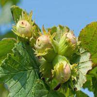 تولید نهال فندق فرتیل