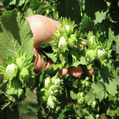 نهال فندق انیس ترکیه