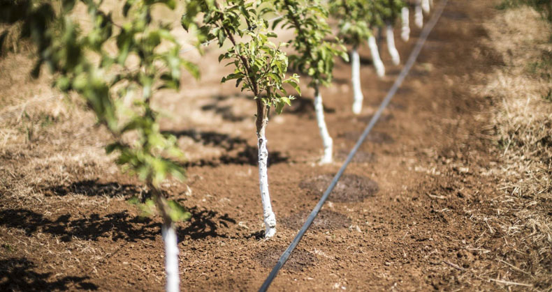 بهترین روش آبیاری برای نهال ها در فصل پاییز