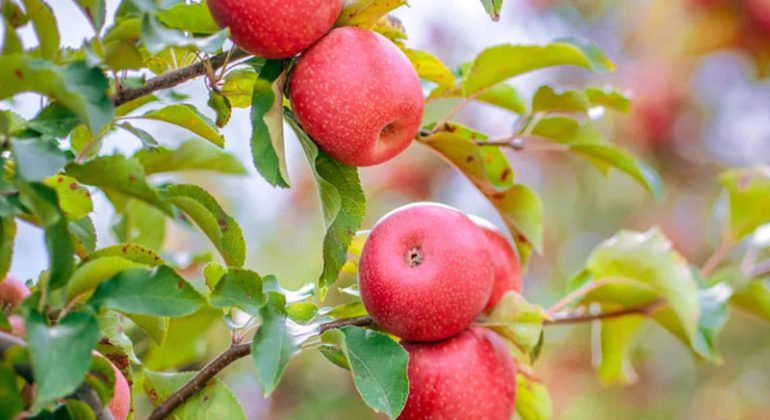 مقایسه نهال سیب گلاب با نهال سیب رد دلیشز، کدام برای باغ من بهتر است؟