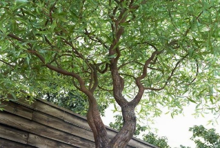 خرید نهال بید فر