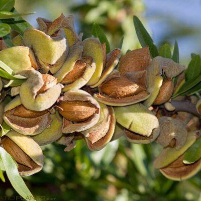 فروش آنلاین نهال بادام خوشه ای