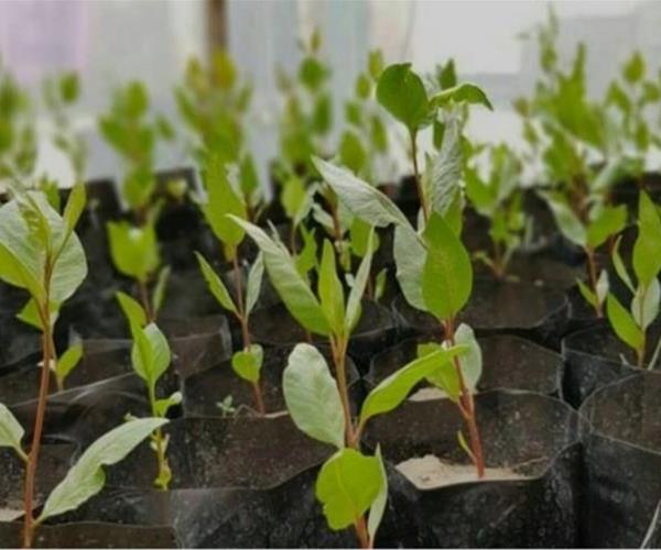 راهنمای انتخاب نهال برای باغ