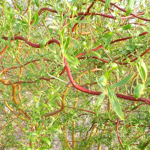 نهال بید فر