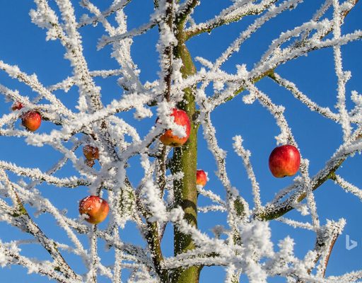 نهال‌ میوه دیرگل چیست و چه مزیتی برای باغدار دارد؟