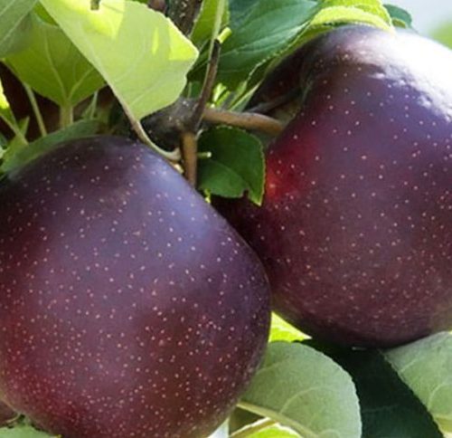 خرید نهال سیب میراکل